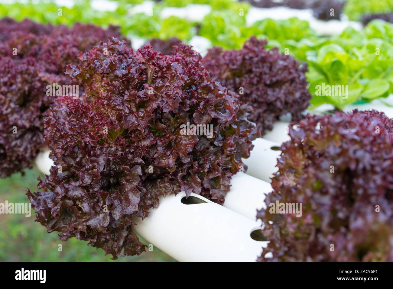 red coral lettuce hydroponics vegetable farming Stock Photo Alamy