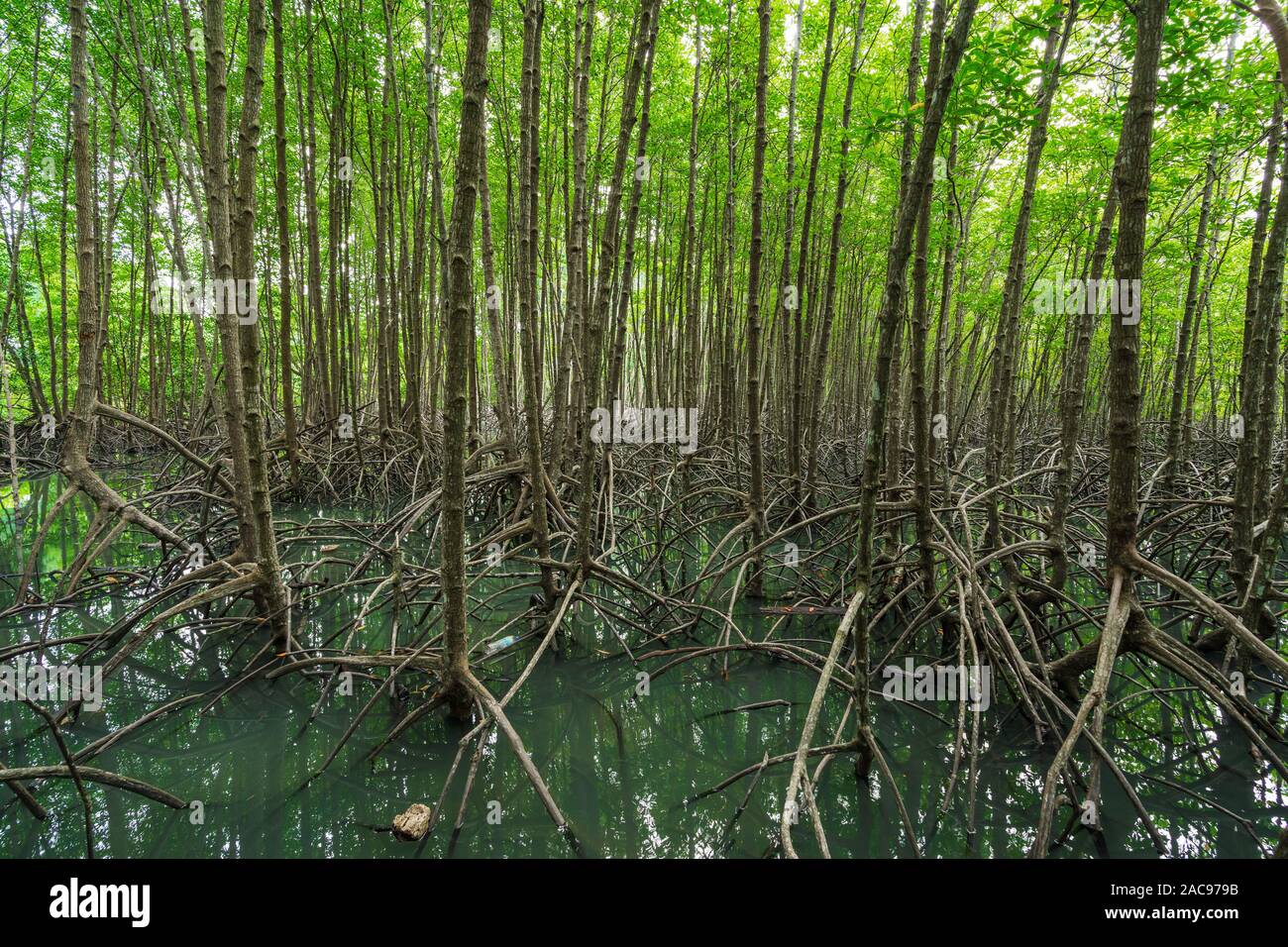 mangrove forest tree and root at Tung Prong Thong, Rayong province ...