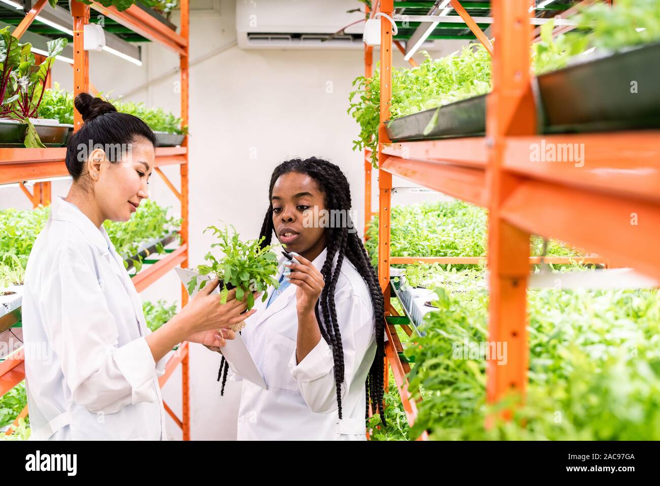 Young African agronomist pointing at green seedlings held by her Asian colleague Stock Photo
