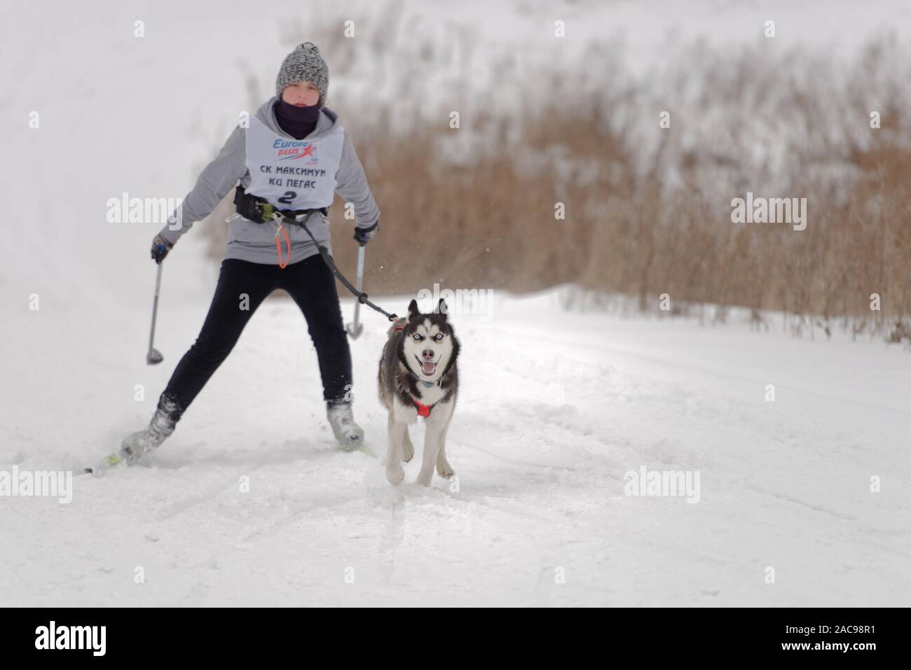 Athlete and dog compete in the dog skijoring competitions during Grand tour Kulikovo Pole. Competitions include also sled dog racing Stock Photo