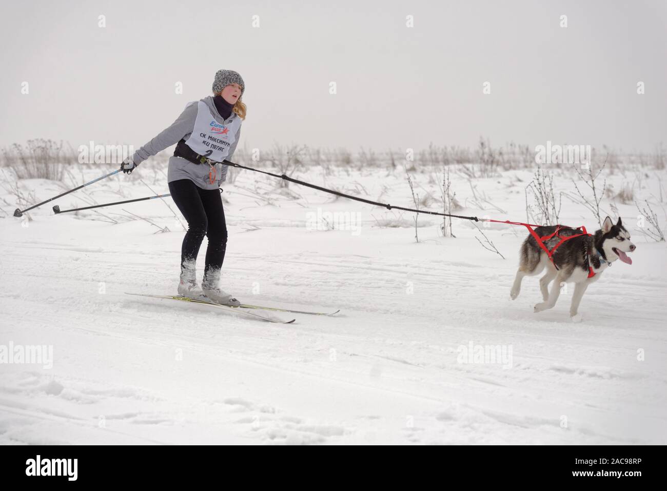 Athlete and dog compete in the dog skijoring competitions during Grand tour Kulikovo Pole. Competitions include also sled dog racing Stock Photo