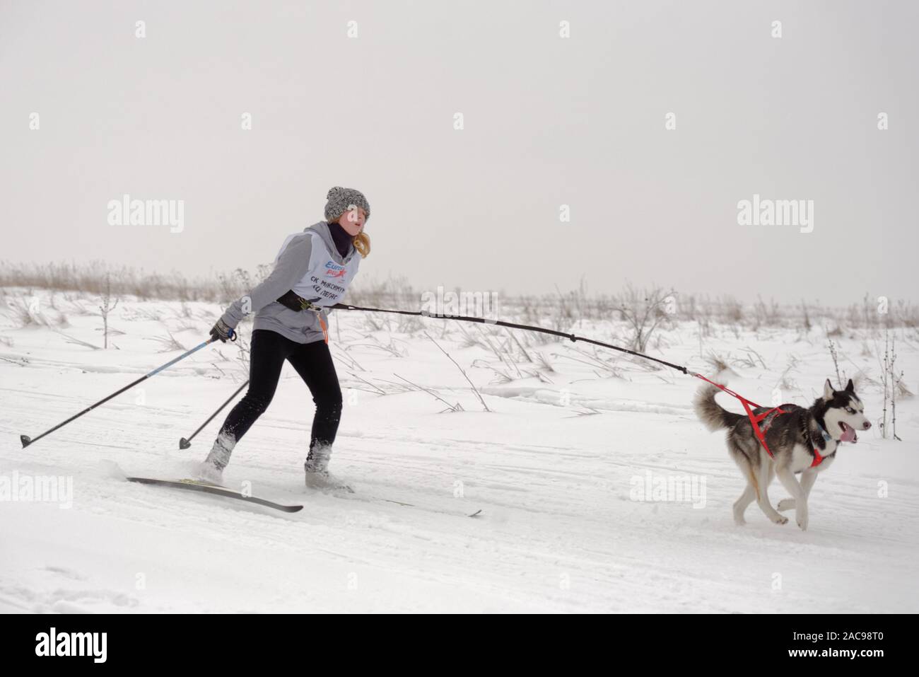 Athlete and dog compete in the dog skijoring competitions during Grand tour Kulikovo Pole. Competitions include also sled dog racing Stock Photo