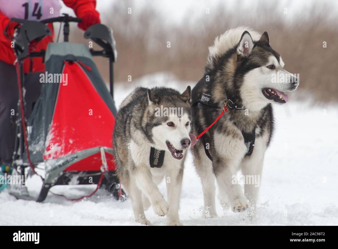 Musher and his sled dog team compete in Grand tour Kulikovo Pole sled dog race.This annual race gathers competitors from all the Russia Stock Photo