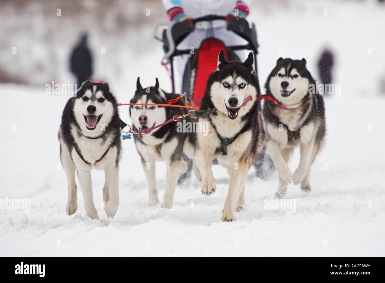 Musher and his sled dog team compete in Grand tour Kulikovo Pole sled dog race.This annual race gathers competitors from all the Russia Stock Photo