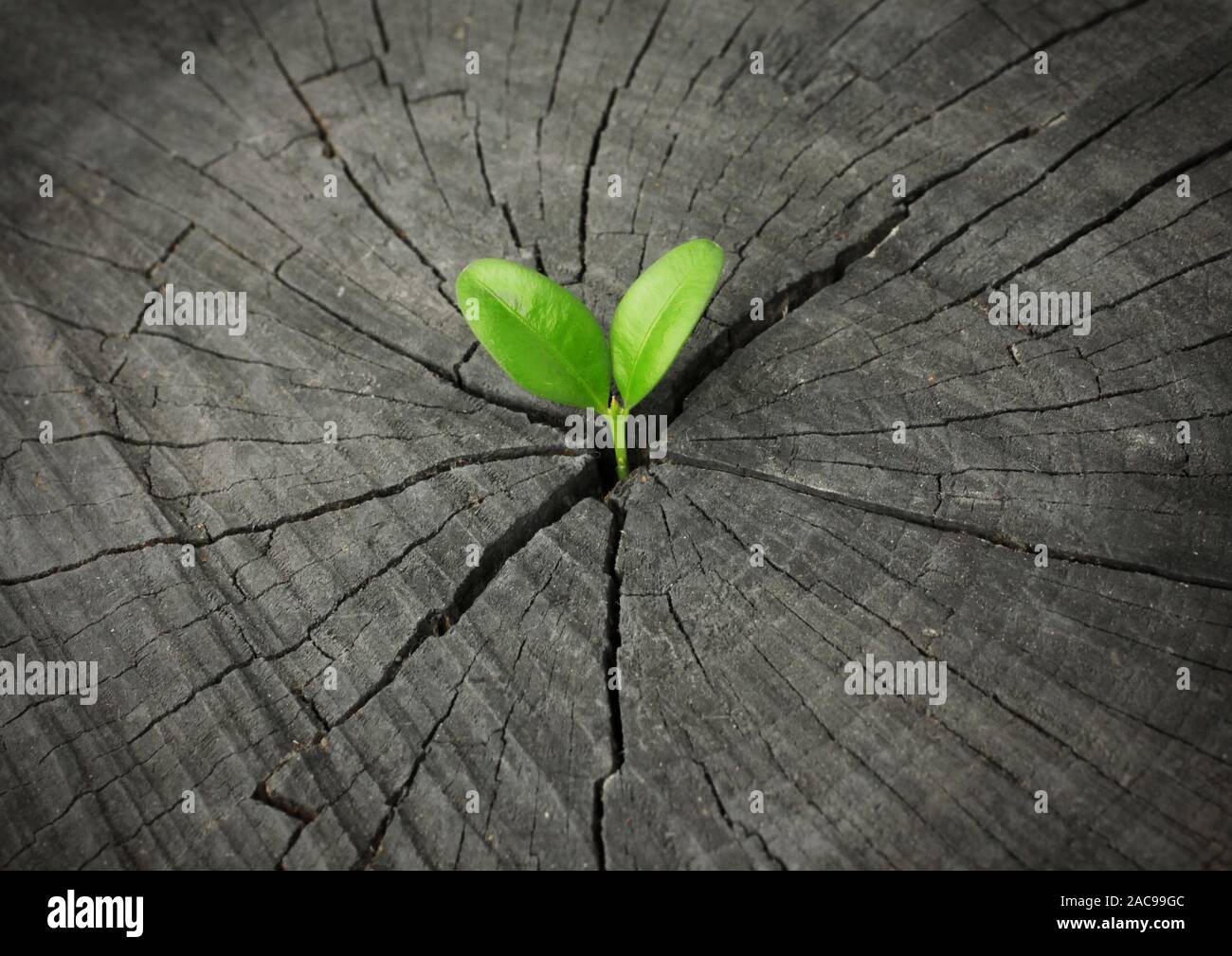 New Life concept, growing sprout on old felled wood Stock Photo