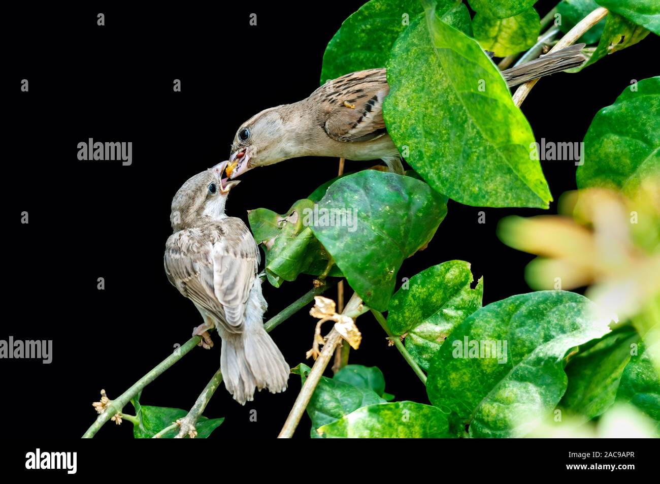 A female house sparrow feeding chick on a plant Stock Photo