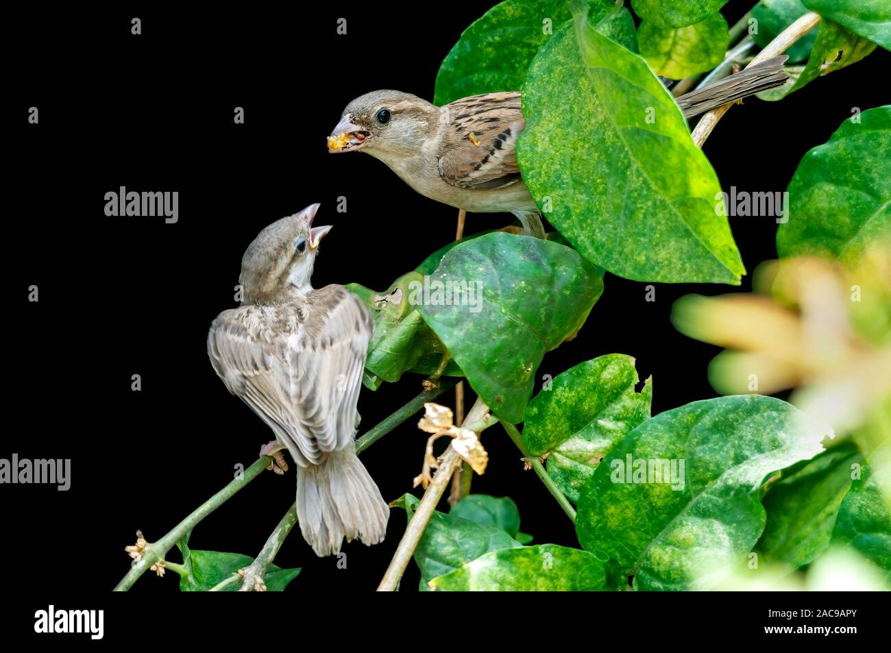 A female house sparrow feeding chick on a plant Stock Photo
