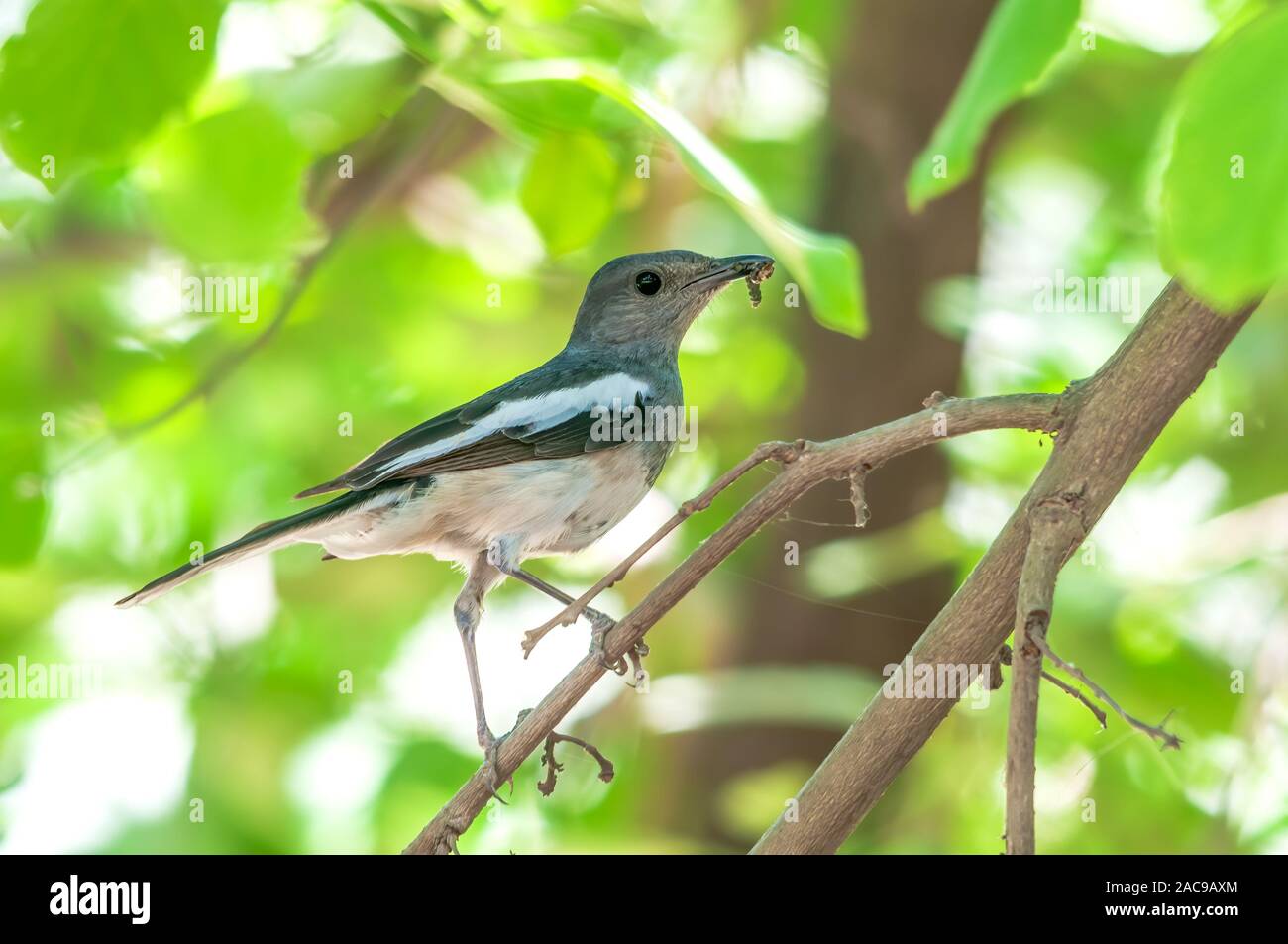 A female magpie robin with food in its beak on a tree Stock Photo