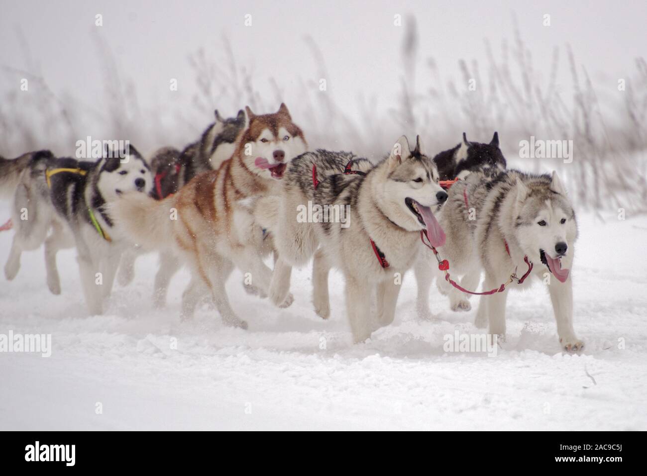Sled dog team of 6 competes in a sled dog racing competitions Stock Photo
