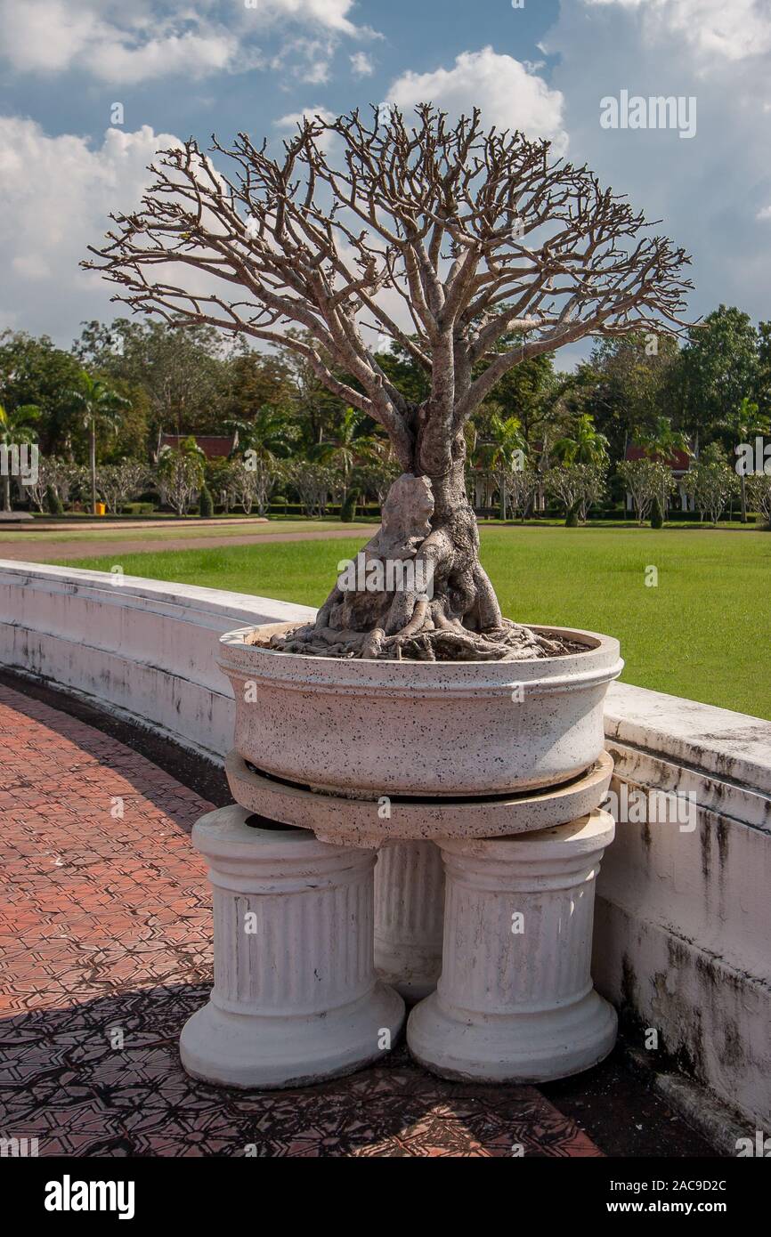 A dry branching bonsai tree with thick roots in a white marble pot