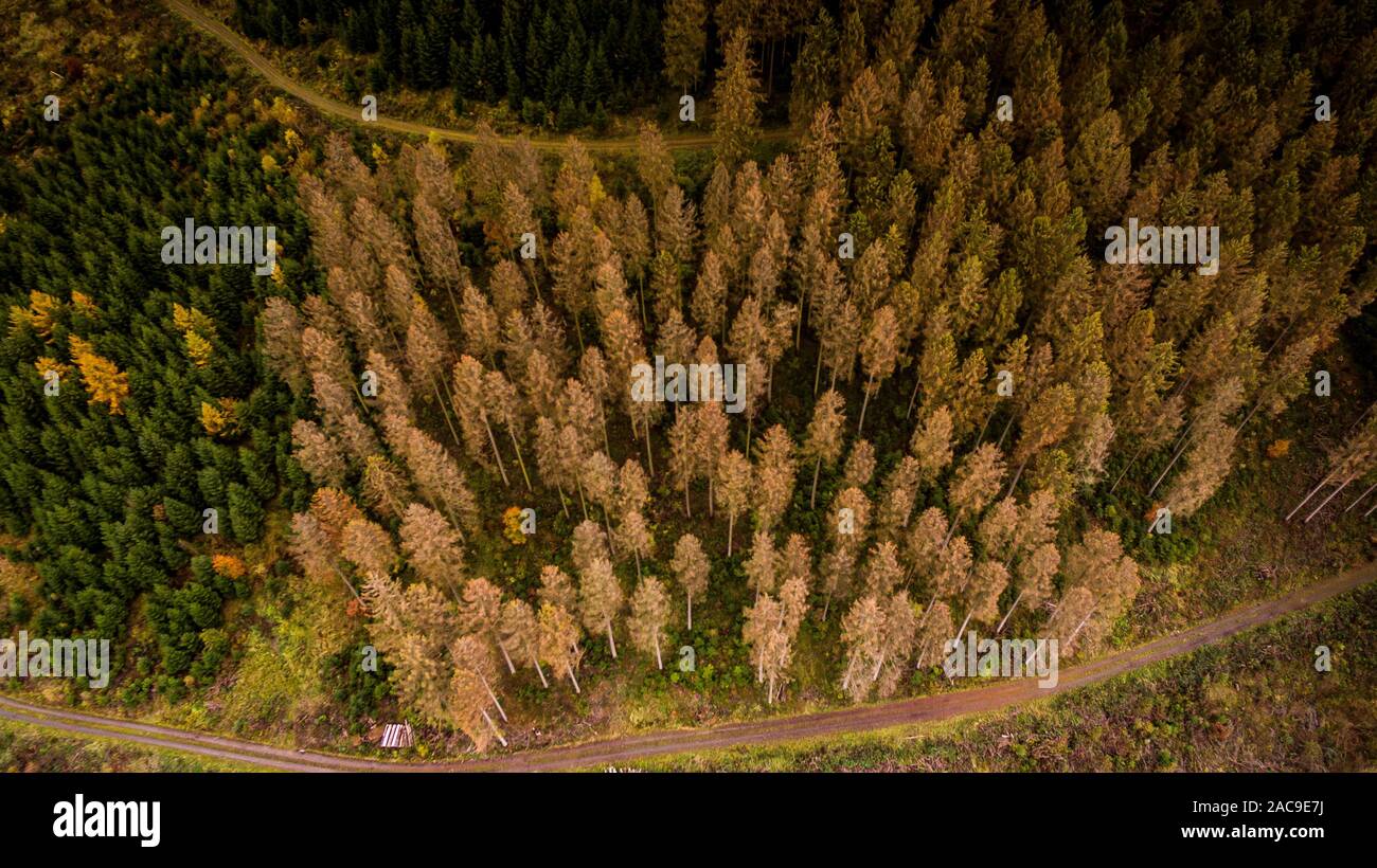 Bark beetle plague in 2019 due to high heat and drought. Drone recording from NRW. Stock Photo