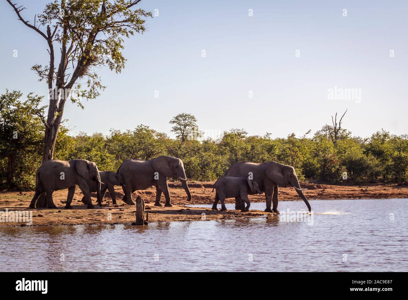 African bush elephant group drinking along Sable dam in Kruger National park, South Africa ; Specie Loxodonta africana family of Elephantidae Stock Photo