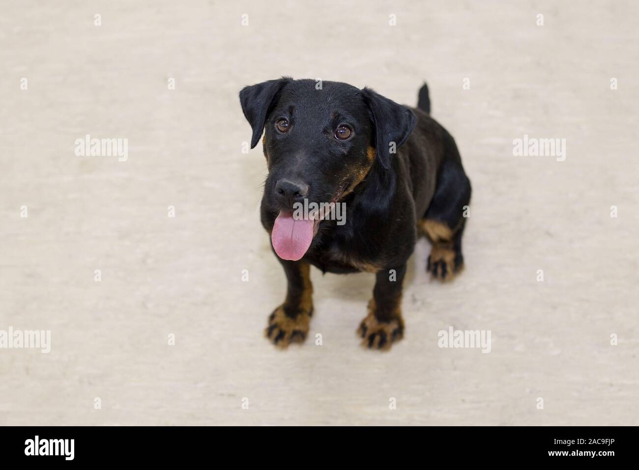 Cute deutscher jagdterrier is sitting on the flooring. Pet animals. Purebred dog. Stock Photo