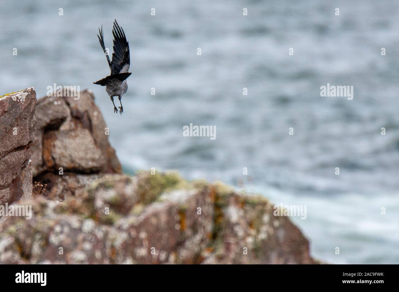 Scots Crows Scottish Crow High Resolution Stock Photography and Images - Alamy