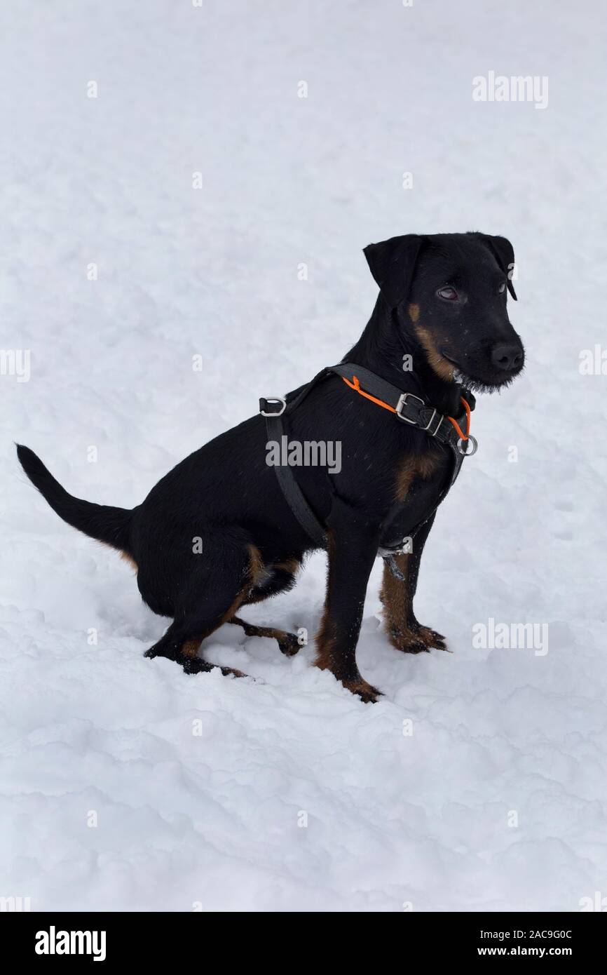Cute german jagdterrier is sitting on white snow in the winter park. Pet animals. Purebred dog. Stock Photo
