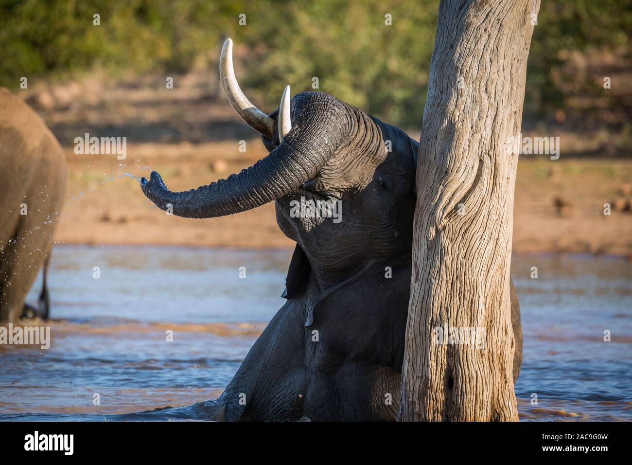 African bush elephant playing in water in Kruger National park, South Africa ; Specie Loxodonta africana family of Elephantidae Stock Photo