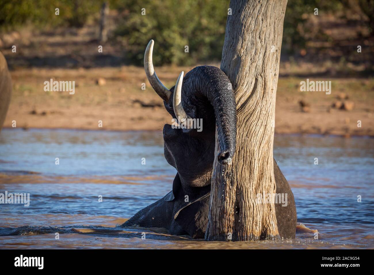 African bush elephant playing in water in Kruger National park, South Africa ; Specie Loxodonta africana family of Elephantidae Stock Photo