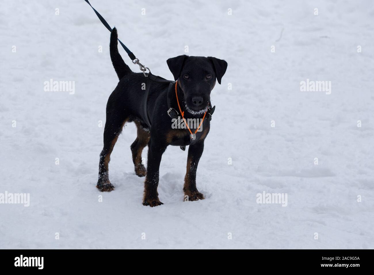 Cute german jagdterrier is standing on white snow in the winter park. Pet animals. Purebred dog. Stock Photo