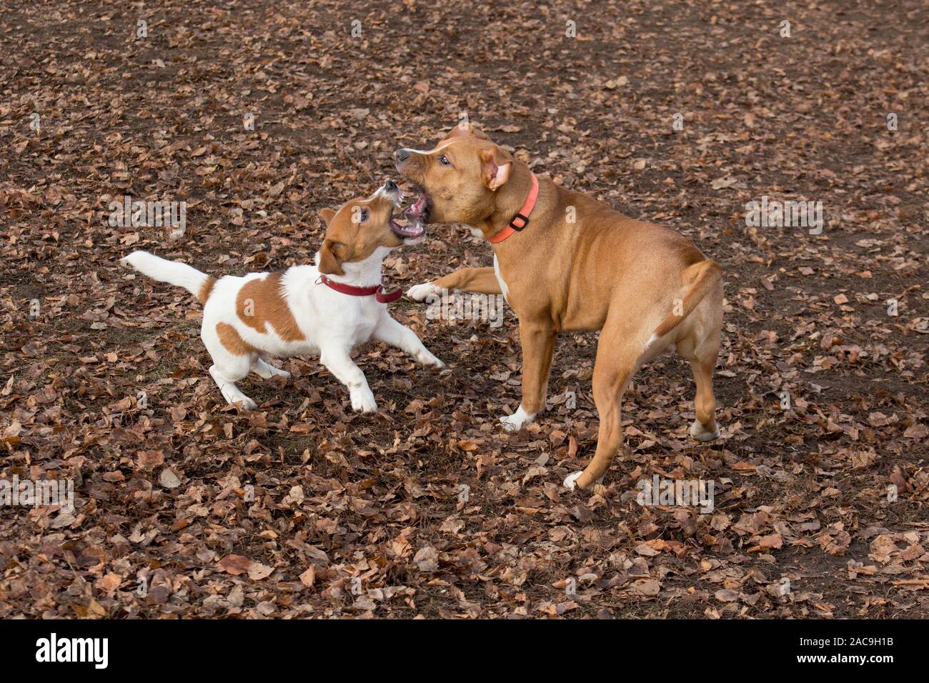 Our Boston Terrier Marley, image size:1300x956