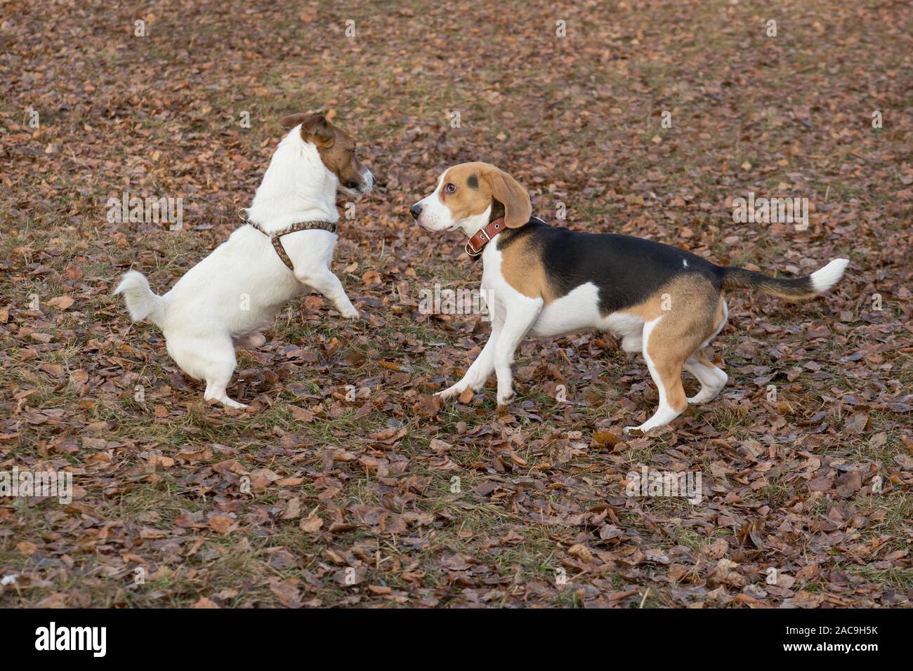 jack russell beagle