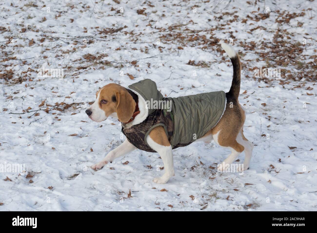beagle jacket