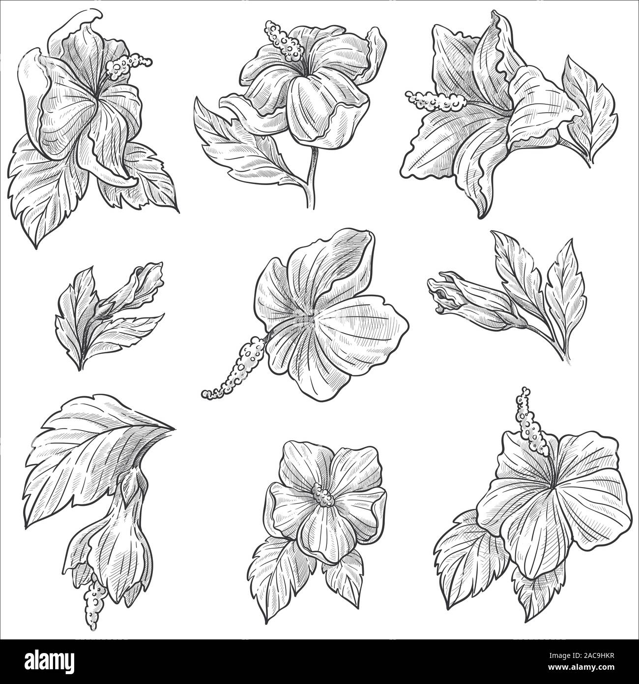 Wild Flower Or Hibiscus Plant Blossom Isolated Sketches Stock Vector Image Art Alamy