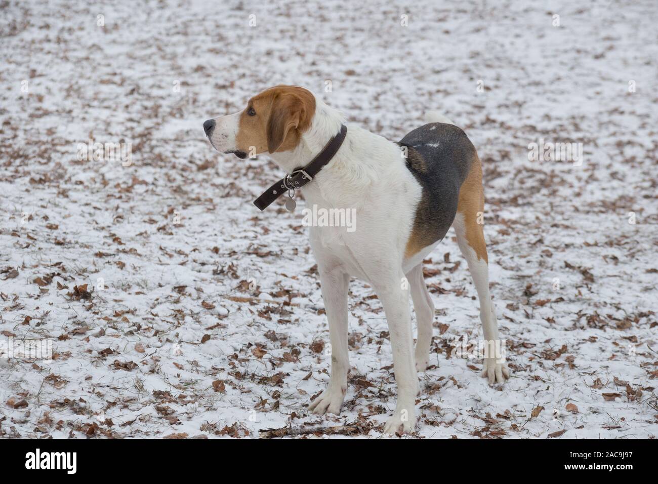 Cute russian hound is standing on white snow in the winter park. Pet animals. Purebred dog. Stock Photo