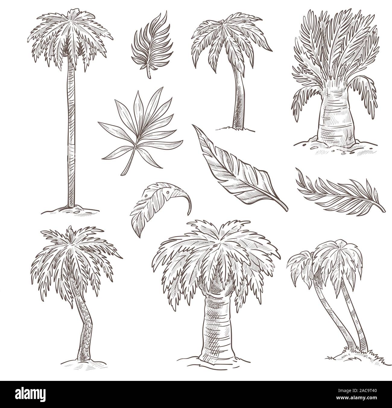 Nicolas Poussin | Study of a Palm Tree (recto); Mountain Landscape (verso)  | The Metropolitan Museum of Art