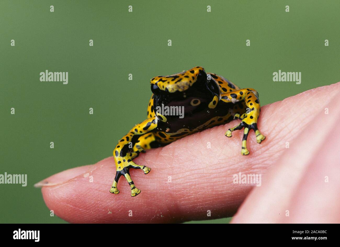 Yellow-banded Poison Arrow Frog /  Pfeilgiftfrosch Stock Photo