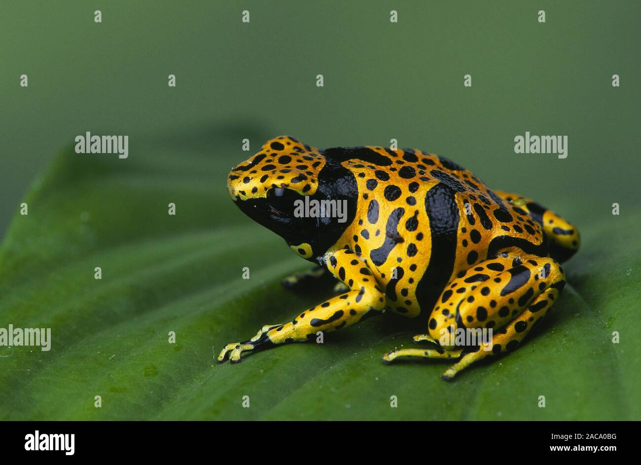 Yellow-banded Poison Arrow Frog Stock Photo