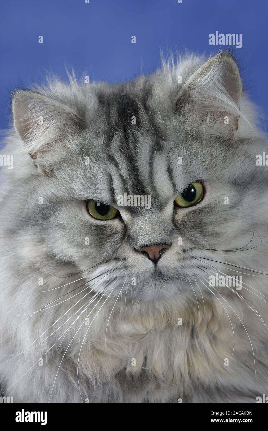 Persian Cat, silver-tabby, Perserkatze, Hauskatze, domestic cat, Haustier, Heimtier, pet, Rassekatzen, langhaarig, long-haired Stock Photo