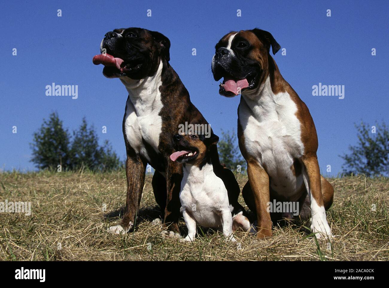 Boxer and Jack Russell Terrier / Boxer und Jack-Russell-Terrier Stock Photo  - Alamy