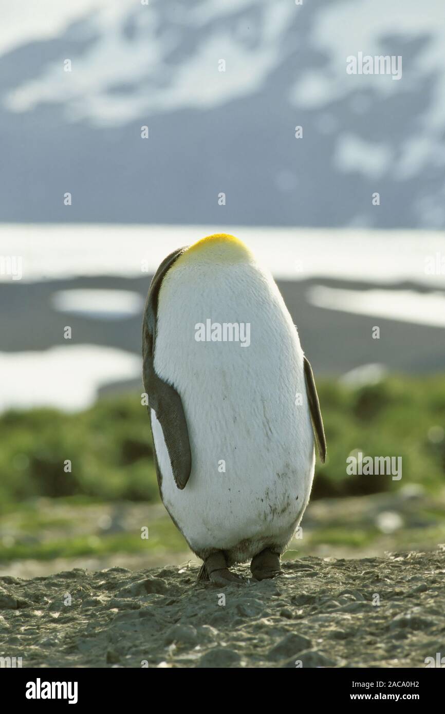 King penguin, Aptenodytes patagonicus, Salisbury plain, South Georgia Stock Photo