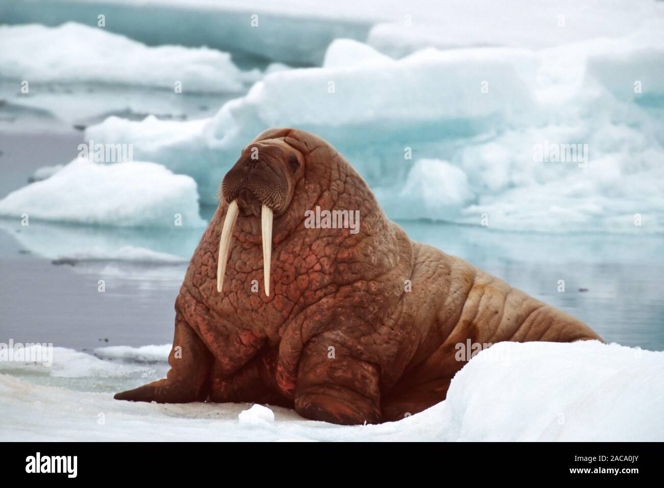 walrus, Odobenus rosmarus, Svalbard, spitzbergen, scandinavia, north europe, arctic Stock Photo