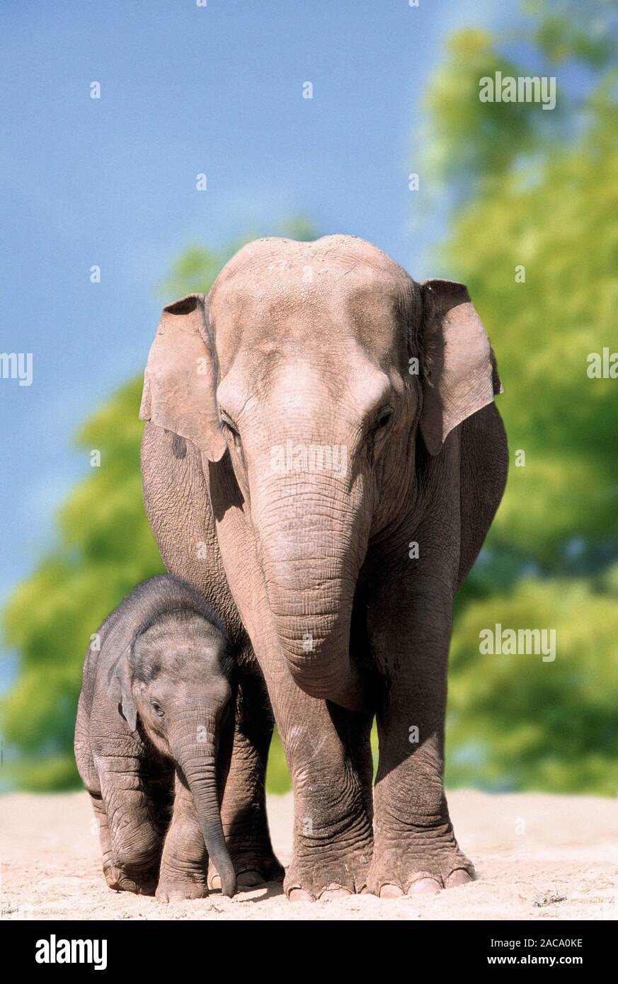 Asiatischer Elefant, Indischer Elefant, Elephas maximus, Asian Elephant, Jungtier,  Asiatic Elephant Stock Photo