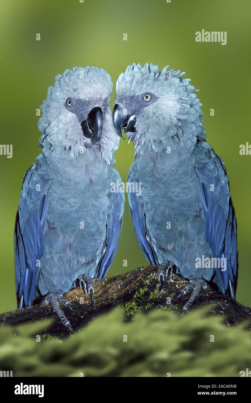 Spix Ara, Spixara, Spix-Ara, cyanopsitta spixii, spix's macaw, Little Blue Macaw Stock Photo