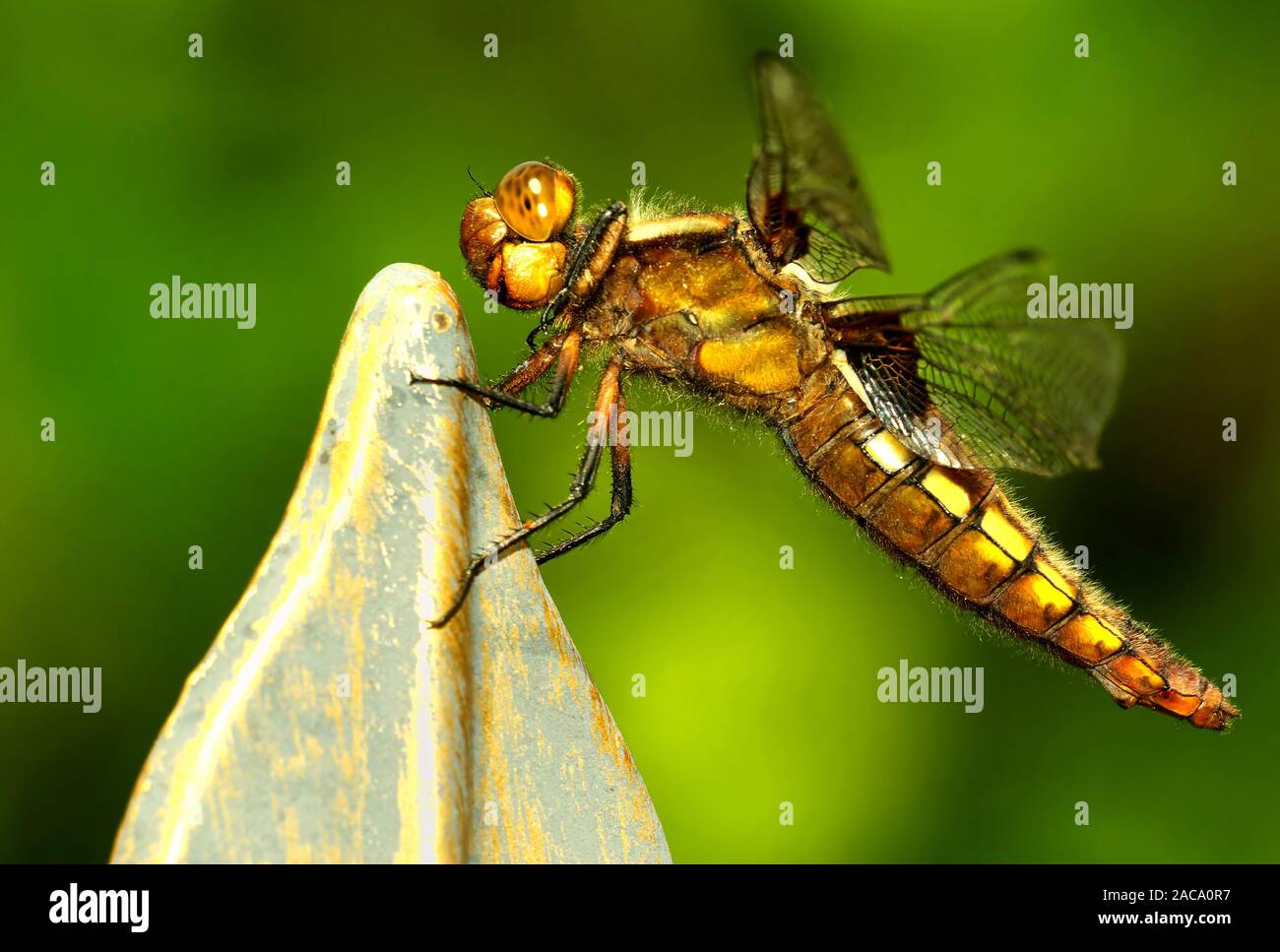 Libellula depressa - Flat-bellied dragonfly female Stock Photo