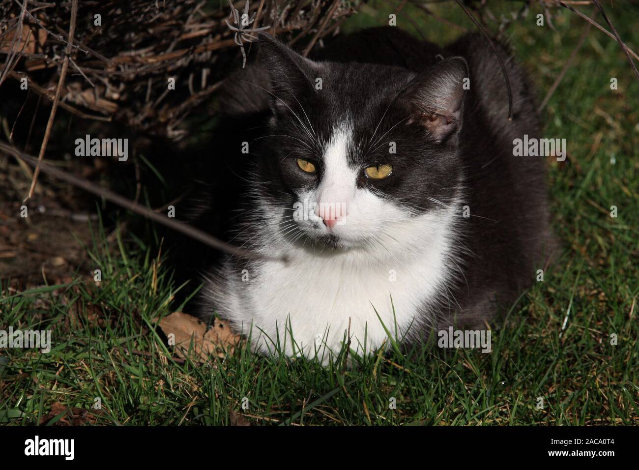 Cat hunting garden hi-res stock photography and images - Alamy