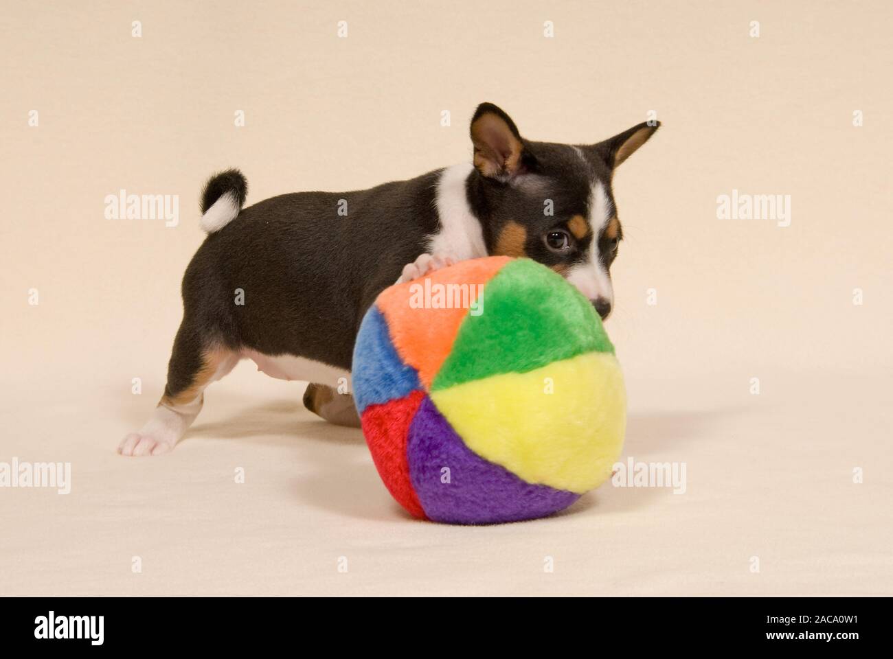 Basenji, African Bush Dog or Congo Dog Stock Photo