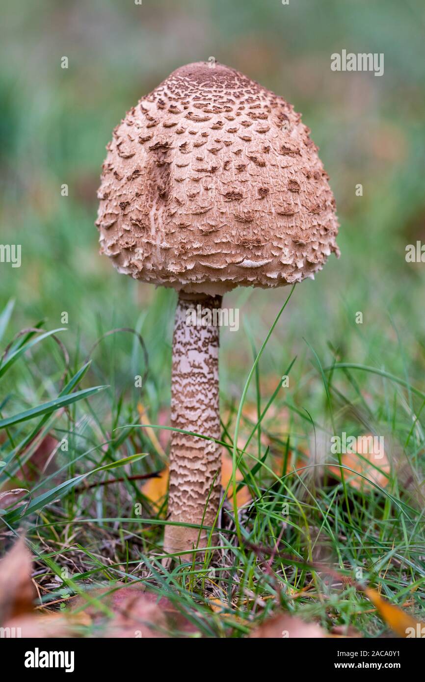 The parasol fungus (Macrolepiota procera), growing in a meadow Stock Photo