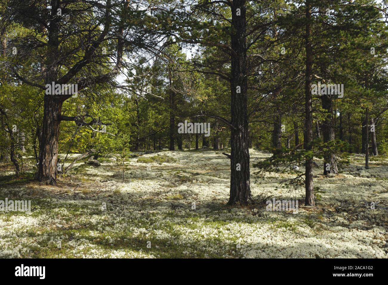 forest, wald, grimsdalen, oppland, norwegen, norway, nordeuropa, north europe, Stock Photo