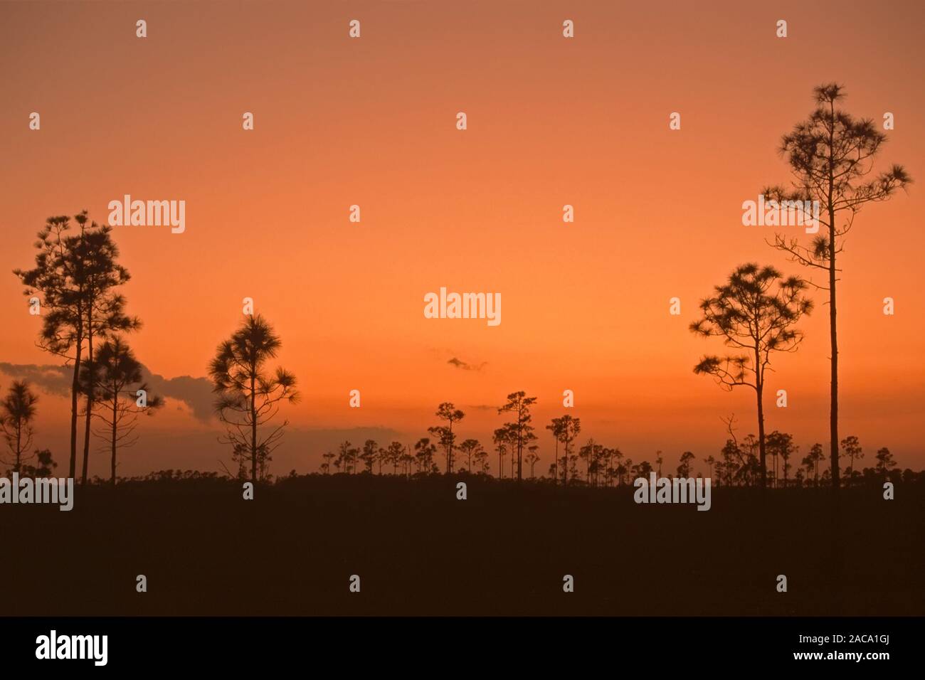 red sunset, sonnenuntergang, mahogany hammock, everglades national park, nationalpark, florida, usa, Stock Photo