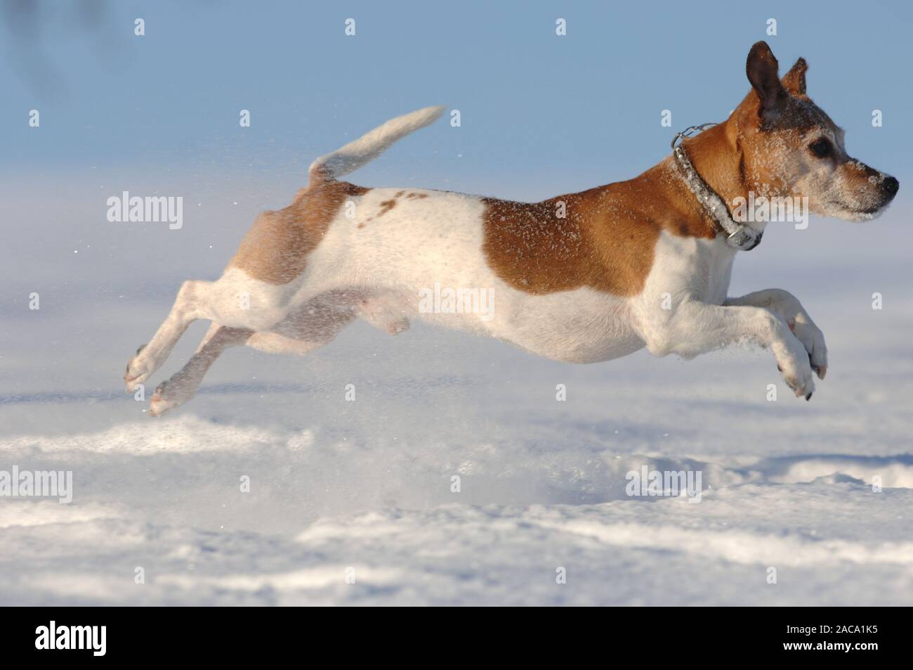 Jack Russel Terrier in the snow Stock Photo