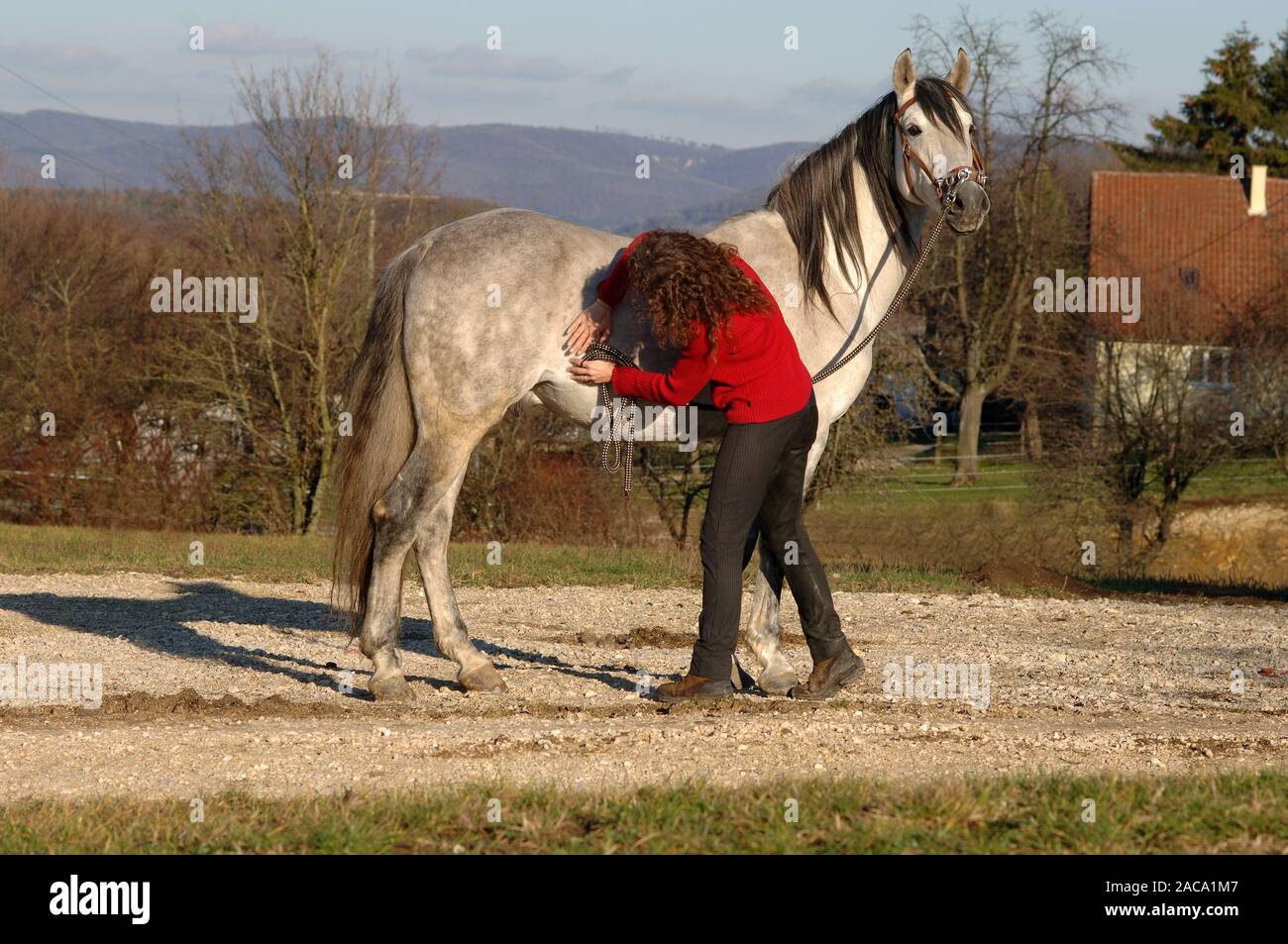 Horse groom practices lymphatic drainage on the horse Stock Photo Alamy