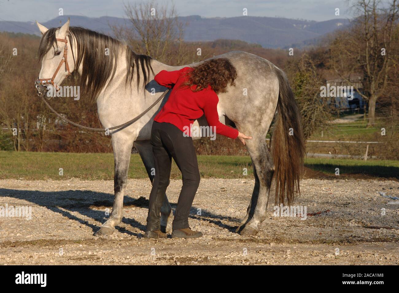 Horse groom practices lymphatic drainage on the horse Stock Photo Alamy