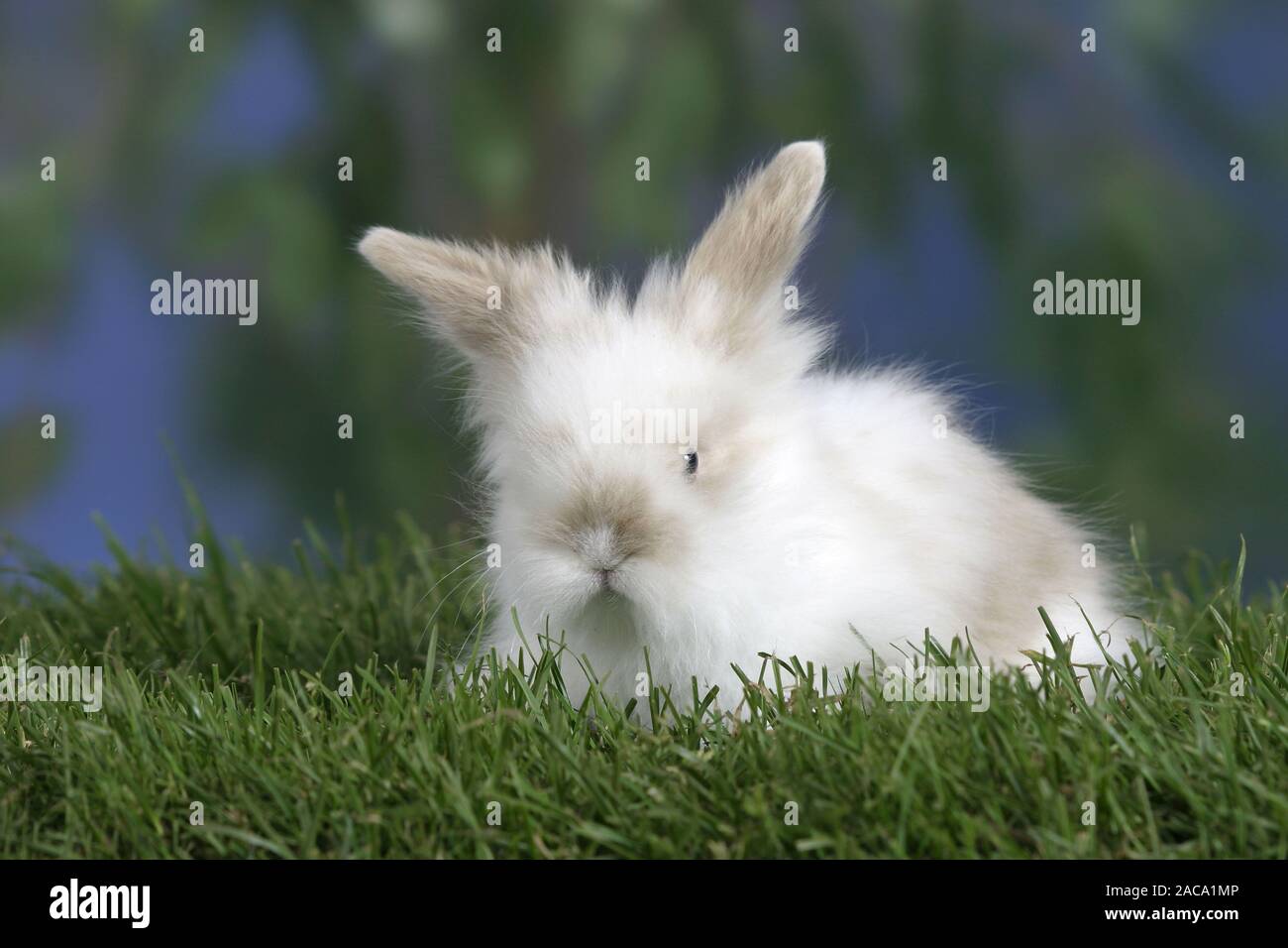 teddy lop rabbit