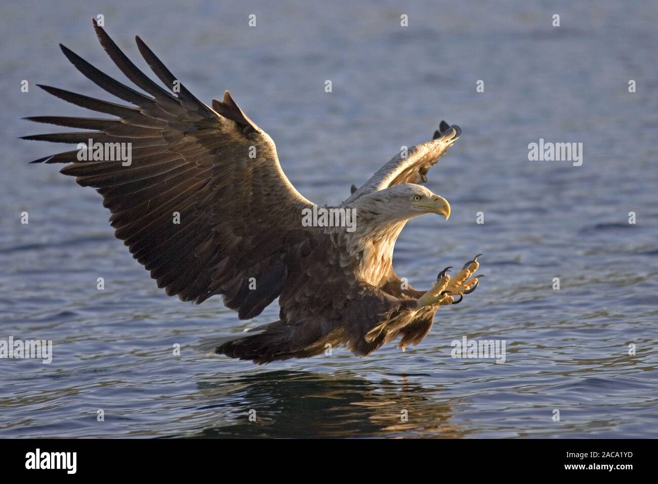 White-tailed Sea Eagle, Haliaeetus albicilla, Seeadler, Norway, Norwegen, Europa, Europe Stock Photo