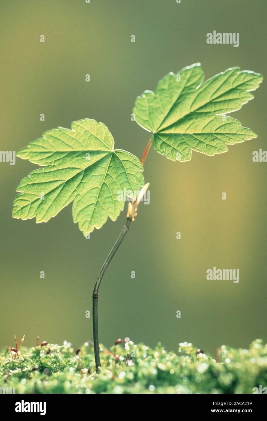 Acer ahorn maple maple tree hi-res stock photography and images - Alamy