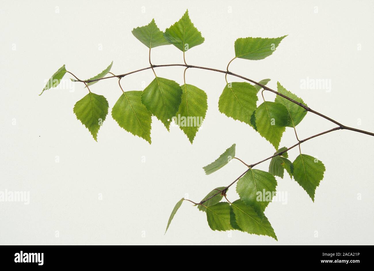 Silver Birch / Haengebirke / Weissbirke birke, betula, birch, bouleau