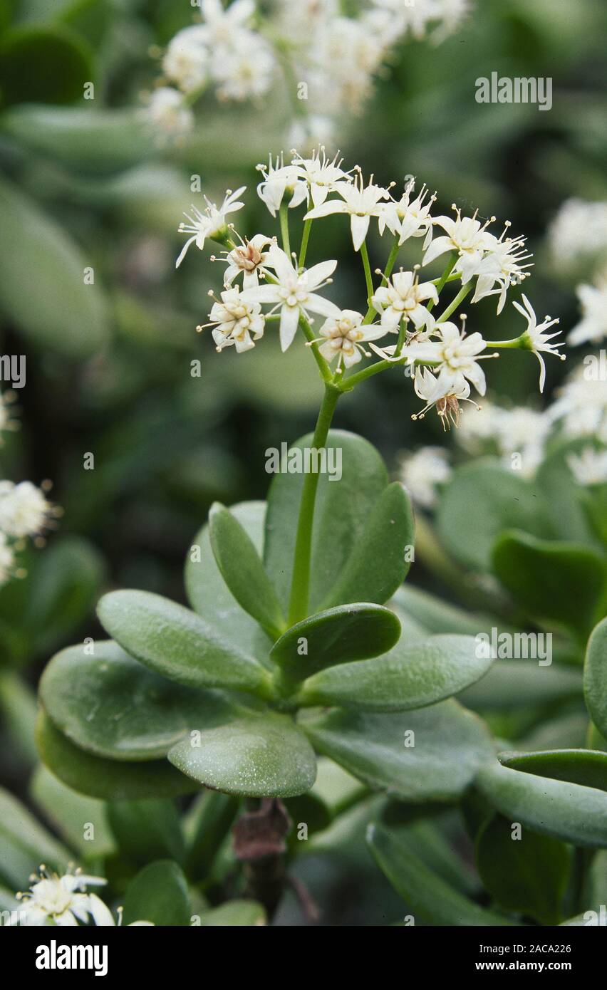 Arbre de Jade - Crassula